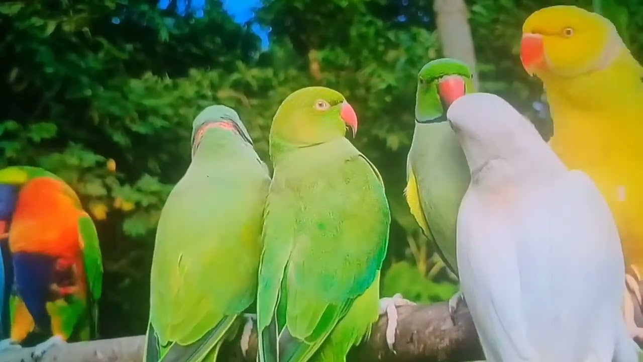 Whispering wings.Bringing you the pure harmony!🫠😘🦜🕊