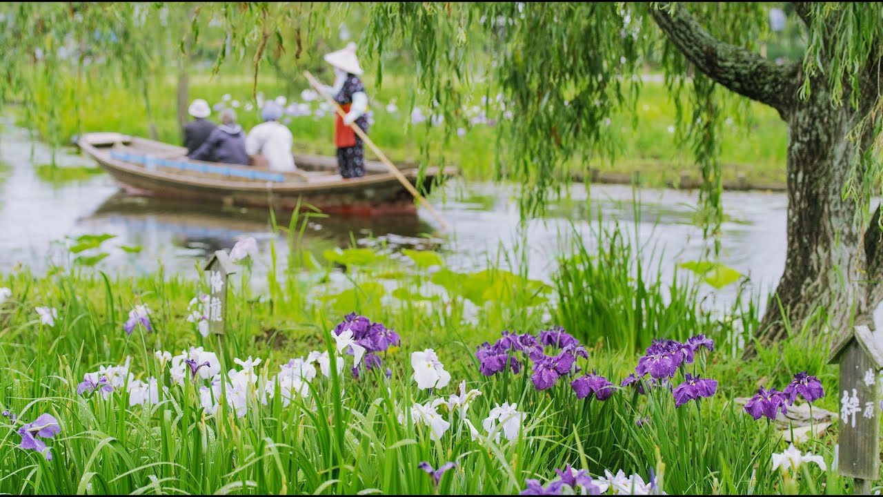 [ 4K Ultra HD ] 水郷佐原 あやめ祭り Japanese Iris Festival in Suigo Sawara (Shot on RED EPIC)