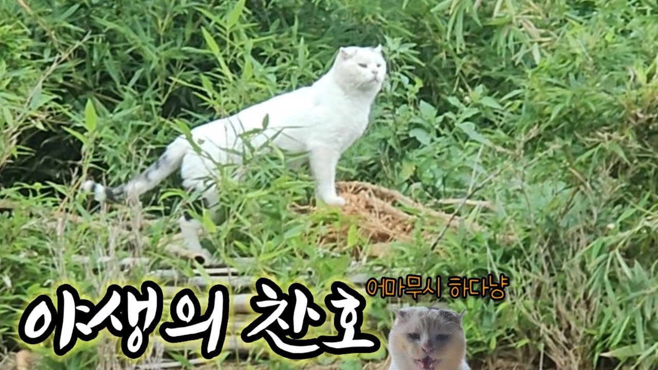 자연속에서 살아가는 찬호의 진짜 하루 | 찬호의 세번째 이야기
