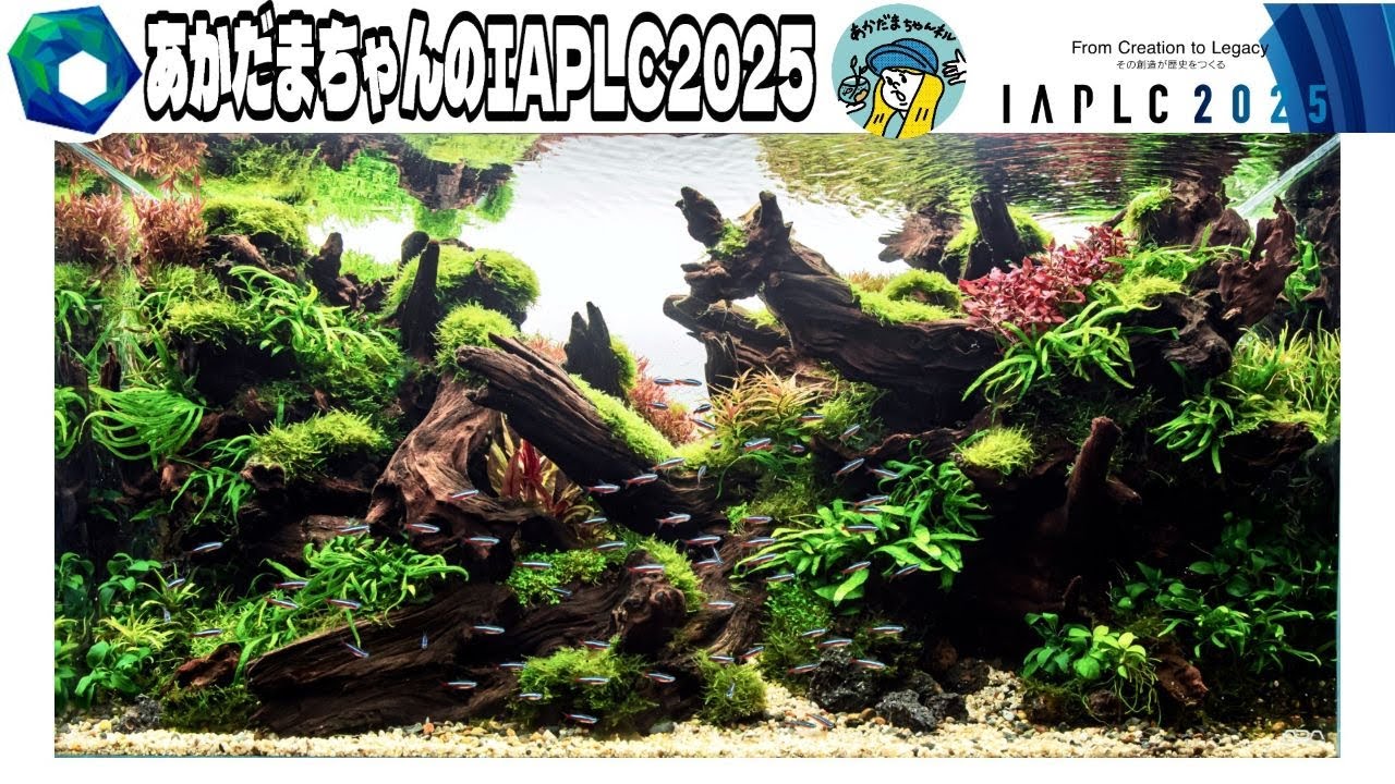 【アクアリウム】IAPLC世界水草レイアウトコンテスト329位！（あかだまちゃんが挑むコンテスト当日の模様をお伝えします！）