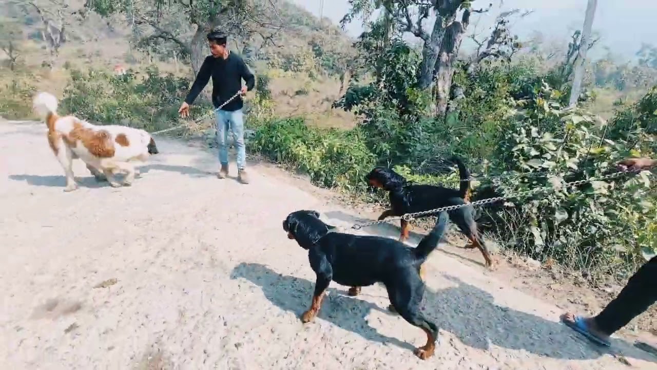 ROTTWEILER VS SAINT BERNARD FIGHT/DOG FIGHT