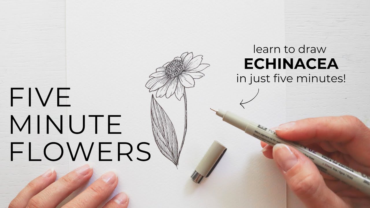 Научитесь рисовать эхинацею (Coneflower) ✿ Five Minute Flowers