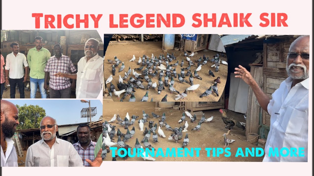 Trichy legend Shaik sir , tournament tips and Secrets of Pegion￼