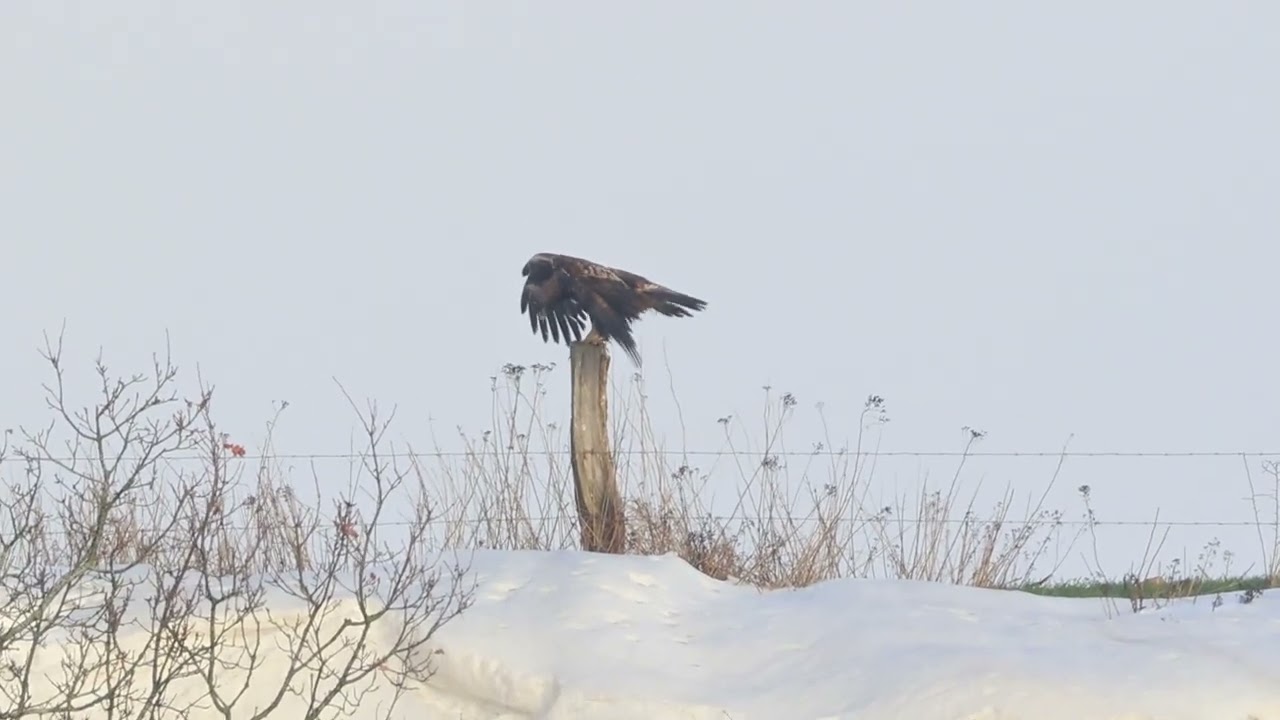 Kungsörnspar försvarar sitt revir. Skåne 2026-01-14