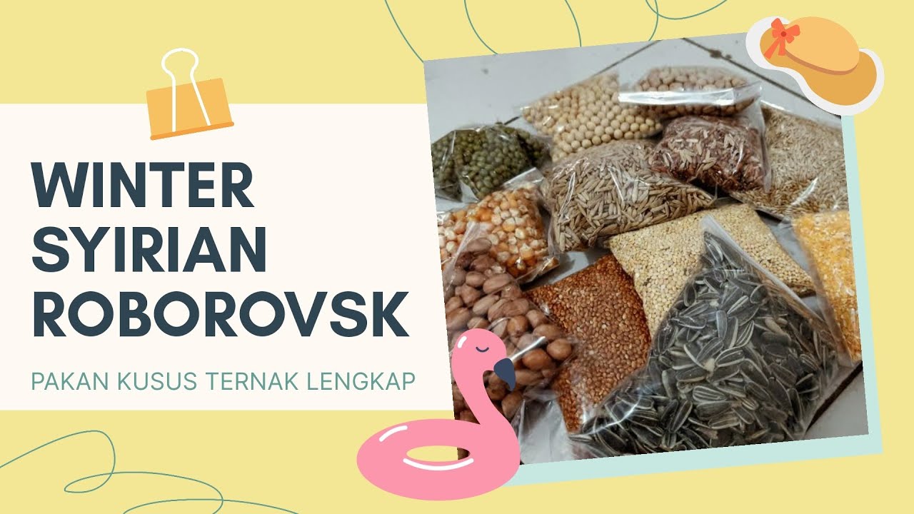 CARA MEMBUAT PAKAN HAMSTER UNTUK TERNAK