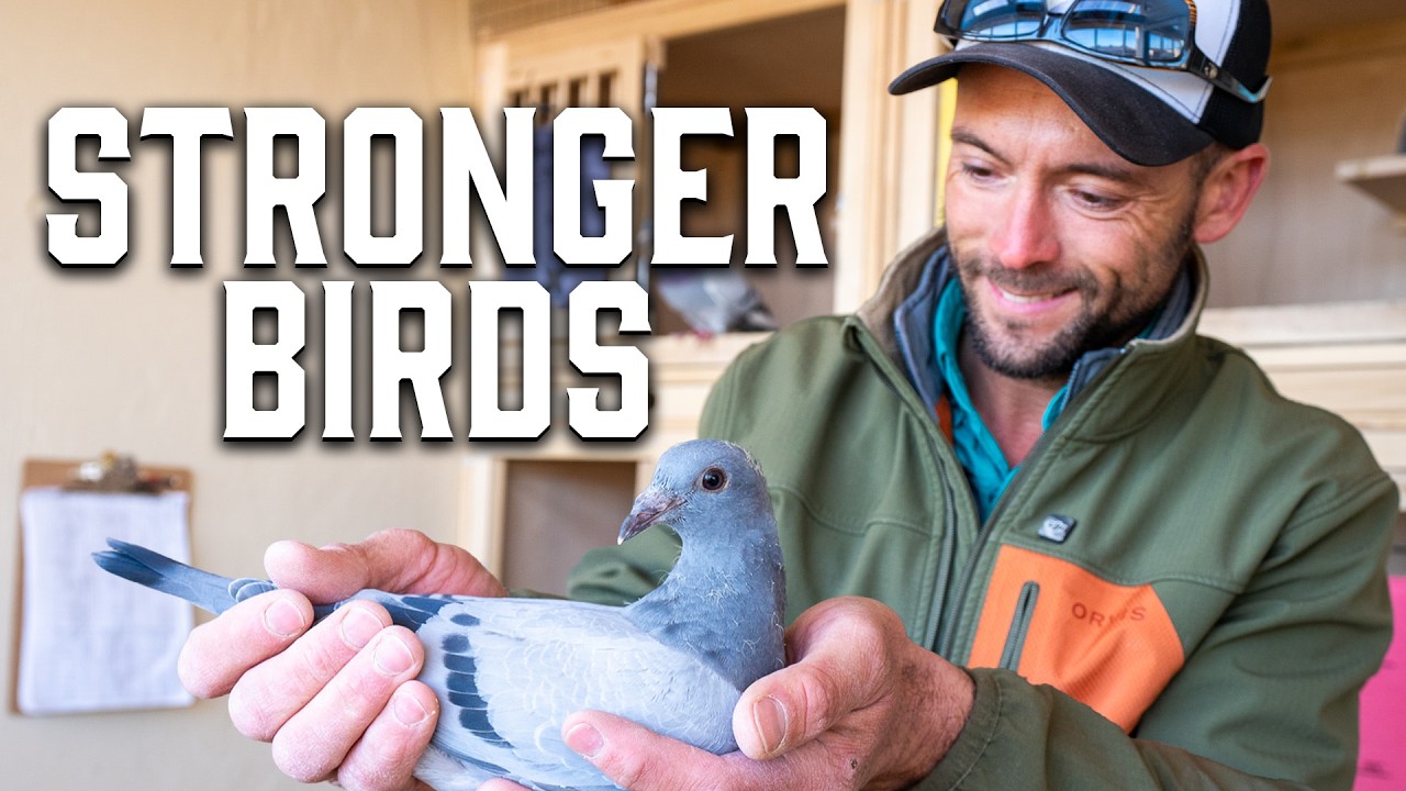 When to Wean Baby Pigeons for Maximum Health & Performance