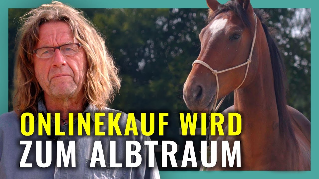 PFERDEKAUF IM INTERNET: Warum Eddie nach 4 Wochen wieder weg musste