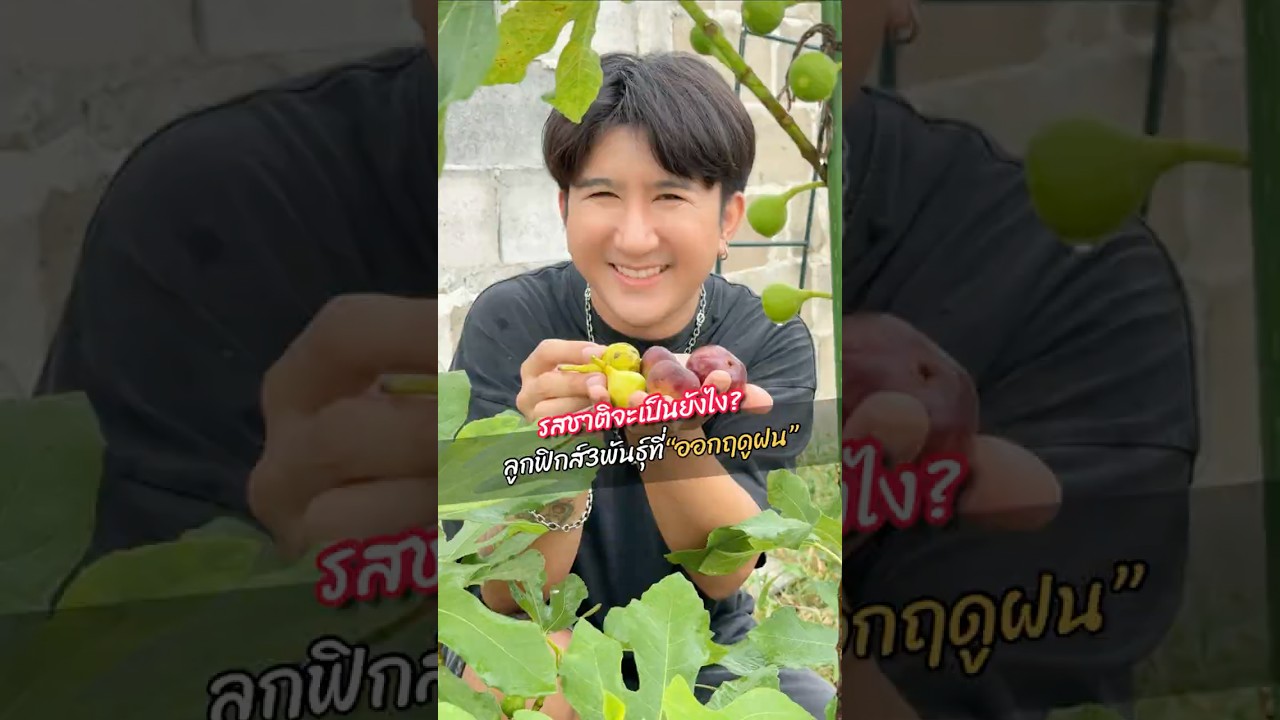 รีวิวลูกฟิกส์ทั้ง3สายพันธุ์ ที่สุกในฤดูฝน รสชาติจะเป็นไง? #ลูกฟิกส์ #มะเดื่อฝรั่ง #แม็กซ์สดจากสวน