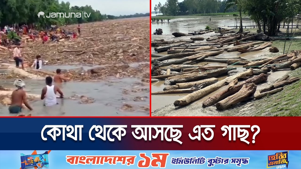 নদীর স্রোতের সাথে ভেসে আসছে বিপুল পরিমাণ গাছের গুড়ি | Kurigram Floating Tree | Jamuna TV