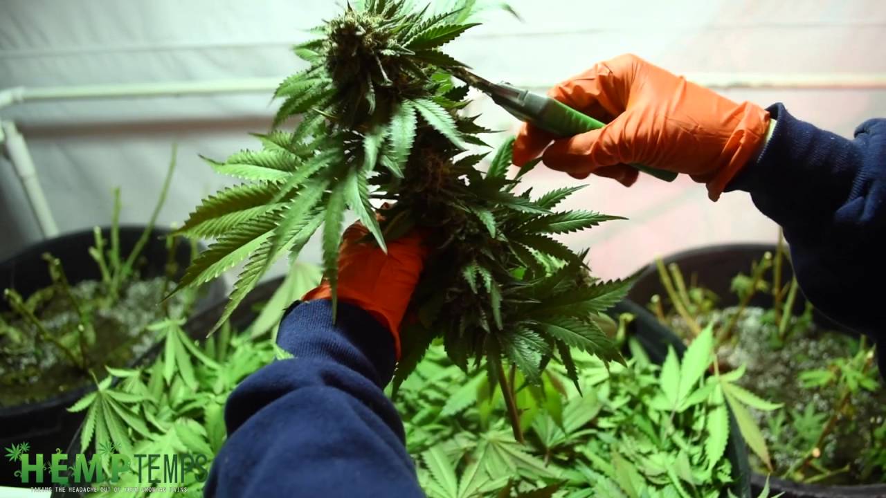 HempTemps Now Hiring