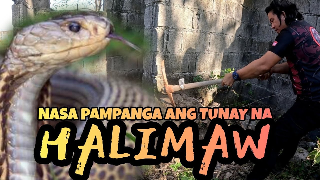 MALAKING HALIMAW ANG PANGANIB SA PAMPANGA #cobraking #cobraprince #tolcobra #cristurkz