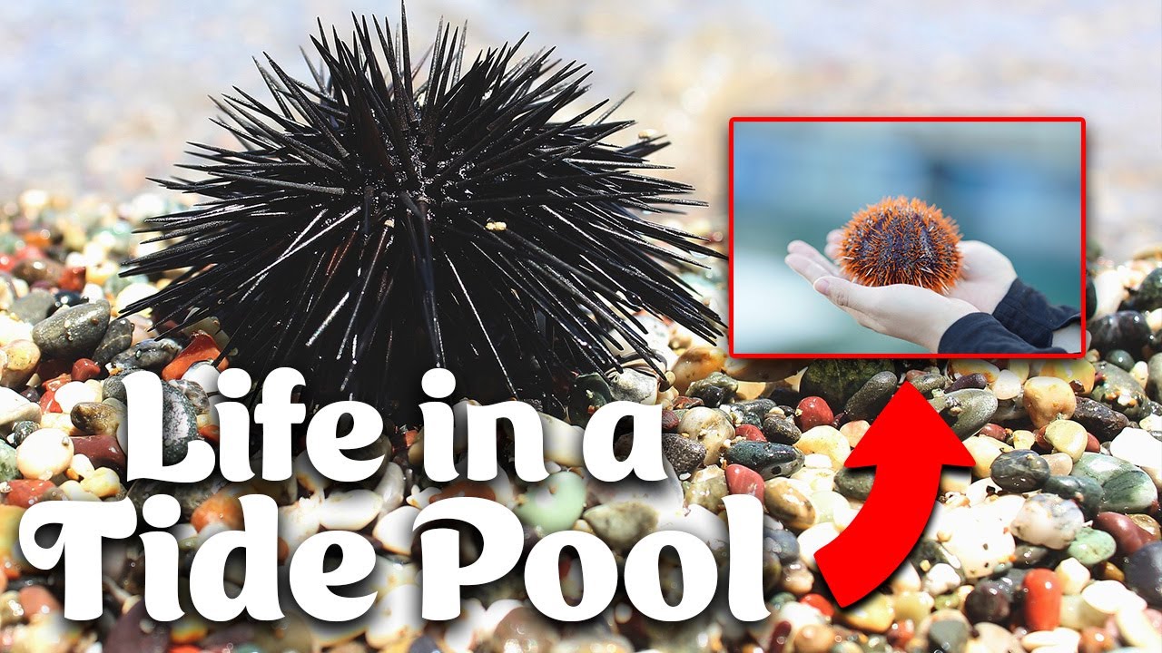 Sea Urchins | Life In A Tide Pool