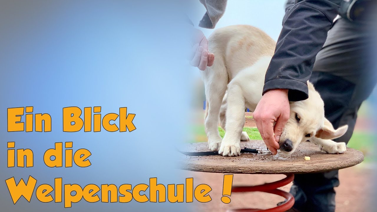 Welpenschule heute - Umwelttraining in unserem Ninja Camp :)