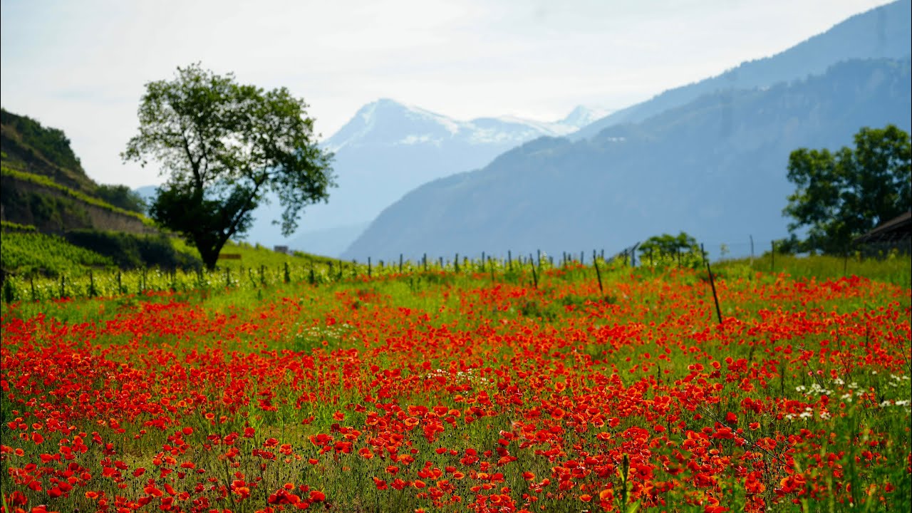 Les COQUELICOTS