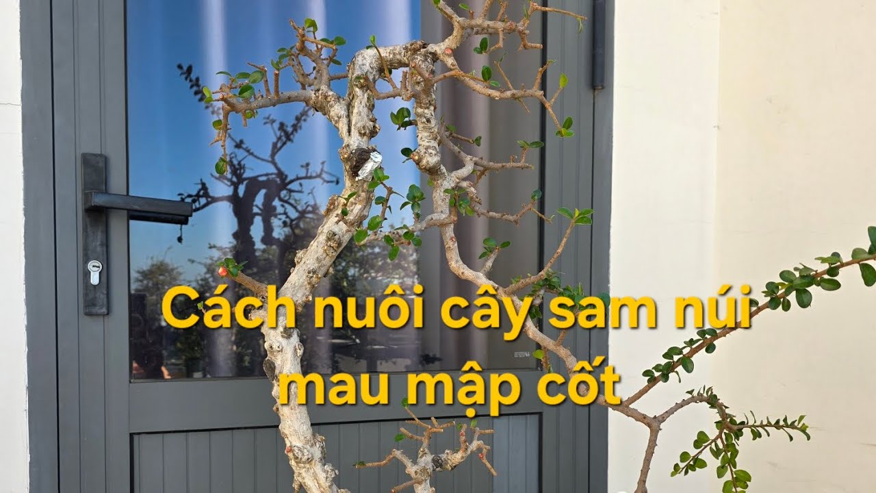 Cách nuôi cây sam trái mau mập cốt #samnuitrai #samnui #bonsaivietnam #bonsaiindonesia 