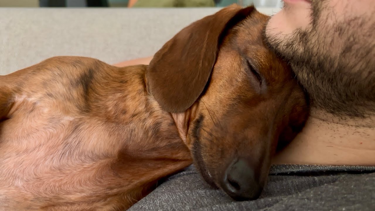 Mini dachshund loves a good snuggle session!