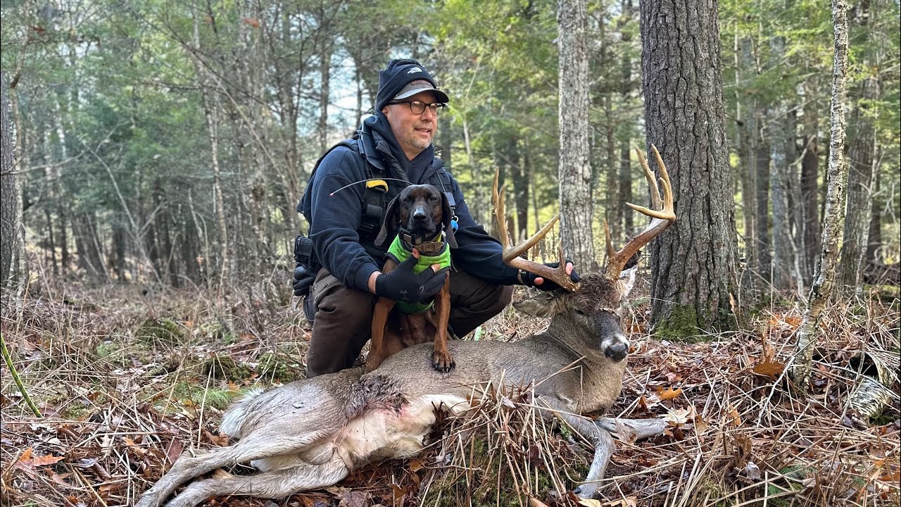 Tracking dog recovers stud Wisconsin Whitetail