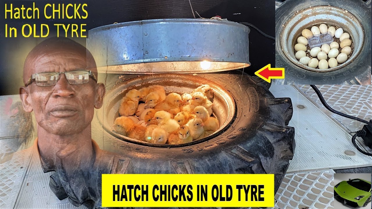 Do You Know How To   HATCH Chicks  in  A Car Tyre, Have You Ever Tried, Our Next Episode With DR.ISA