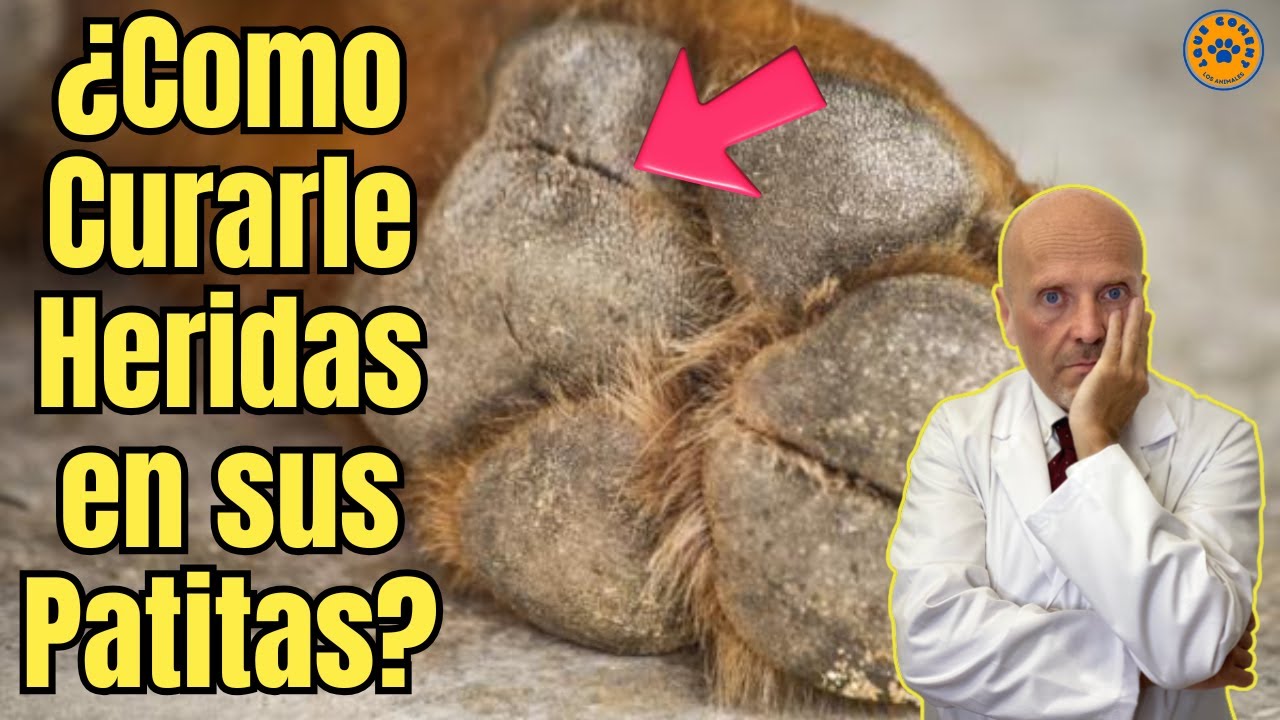 💚 &iquest;COMO CURAR HERIDAS EN LAS ALMOHADILLAS DE LOS PERROS? 💚