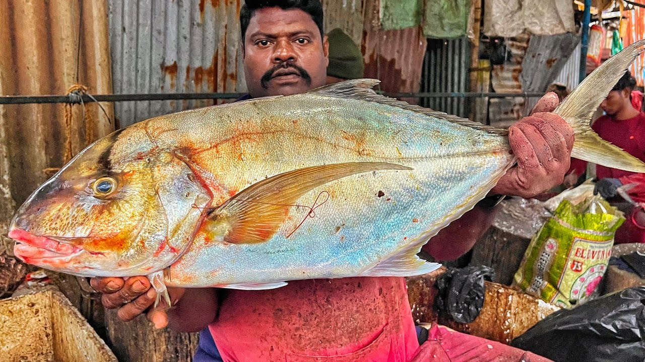KASIMEDU SPEED SELVAM | HUGE DOT TRAVELLY FISH CUTTING VIDEO | 4K VIDEO | KM FISH CUTTING