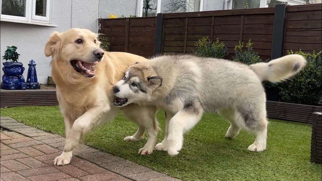Tenacious Teddy Meets Mad Max! You Won't Believe The Energy They Have!