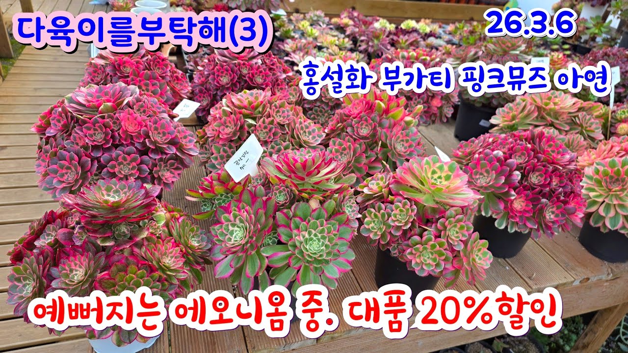 다육이를부탁해(3) 예쁜 에오니움 중.대품 20%할인 부가티 홍설화 예뻐요 