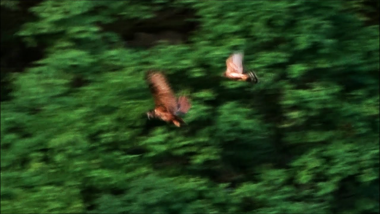 Uhu (Bubo bubo) a h&eacute;ja (Accipiter gentilis) ellen - 2021.