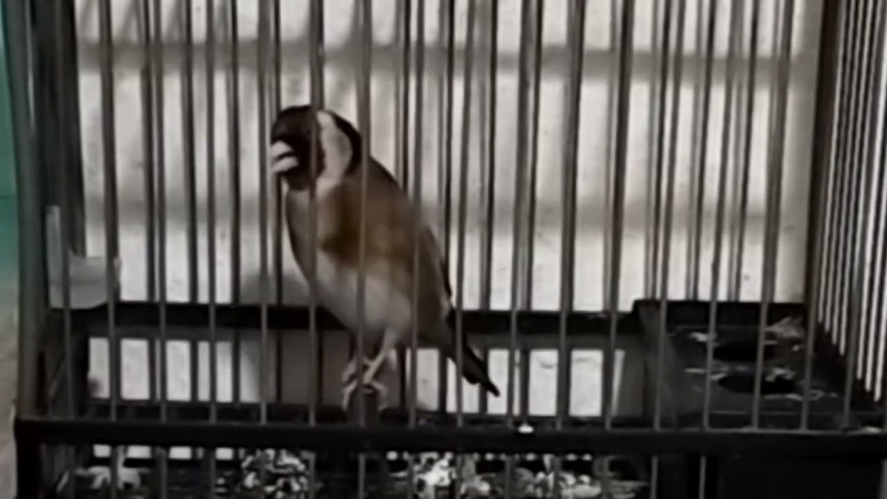 تغريد الحسون الويداني جبال الاطلس افران