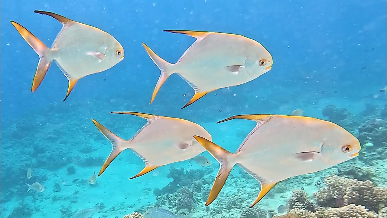 Benthic feeding: Golden Pompano (Trachinotus blochii) Snubnose dart, Golden pomfret in 4K