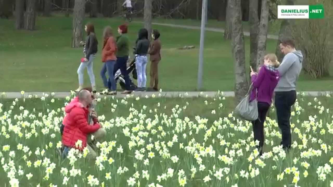 Druskininkai-narcizų miestas 2015 04 26