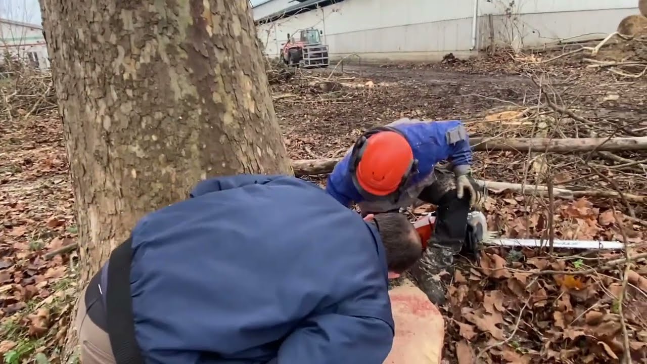 Stihl Ms 881, és egy pudvás platán!