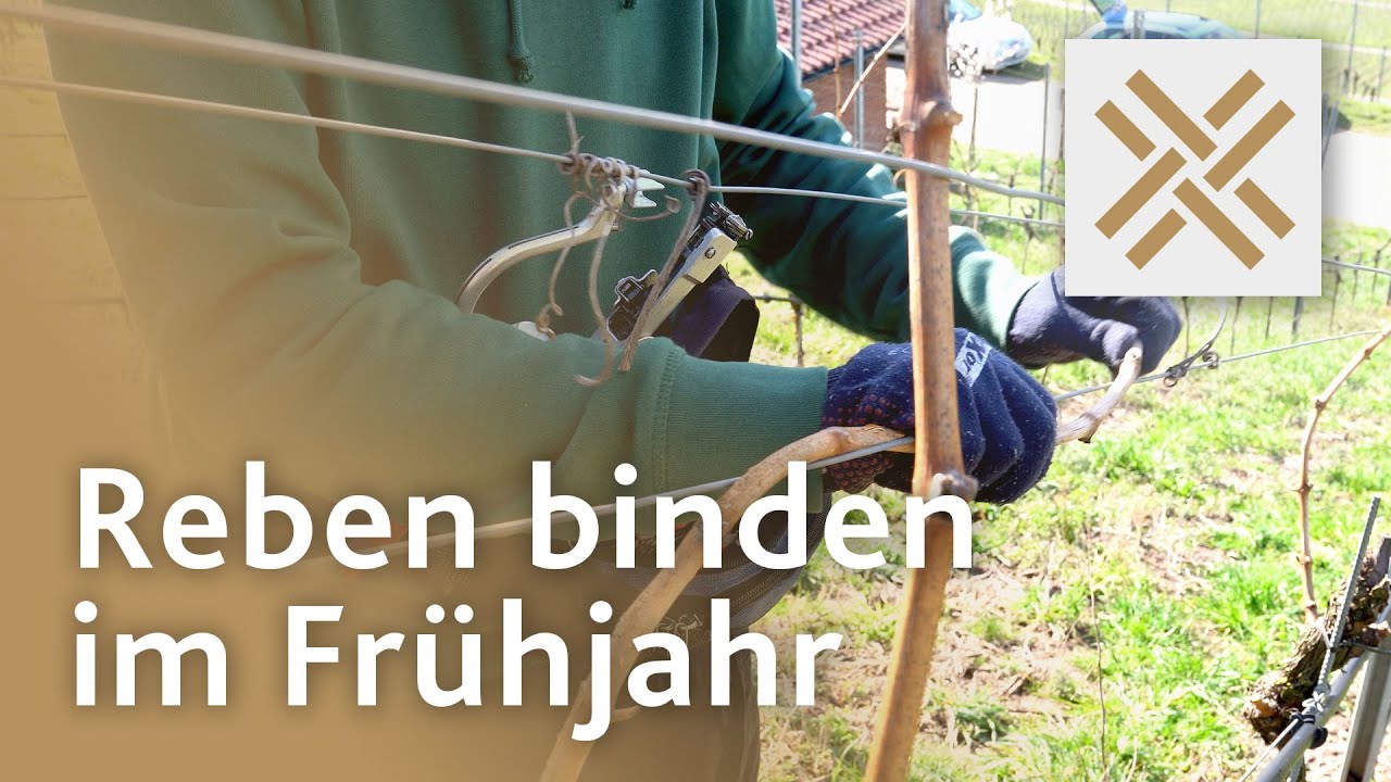 Reben binden im Frühjahr
