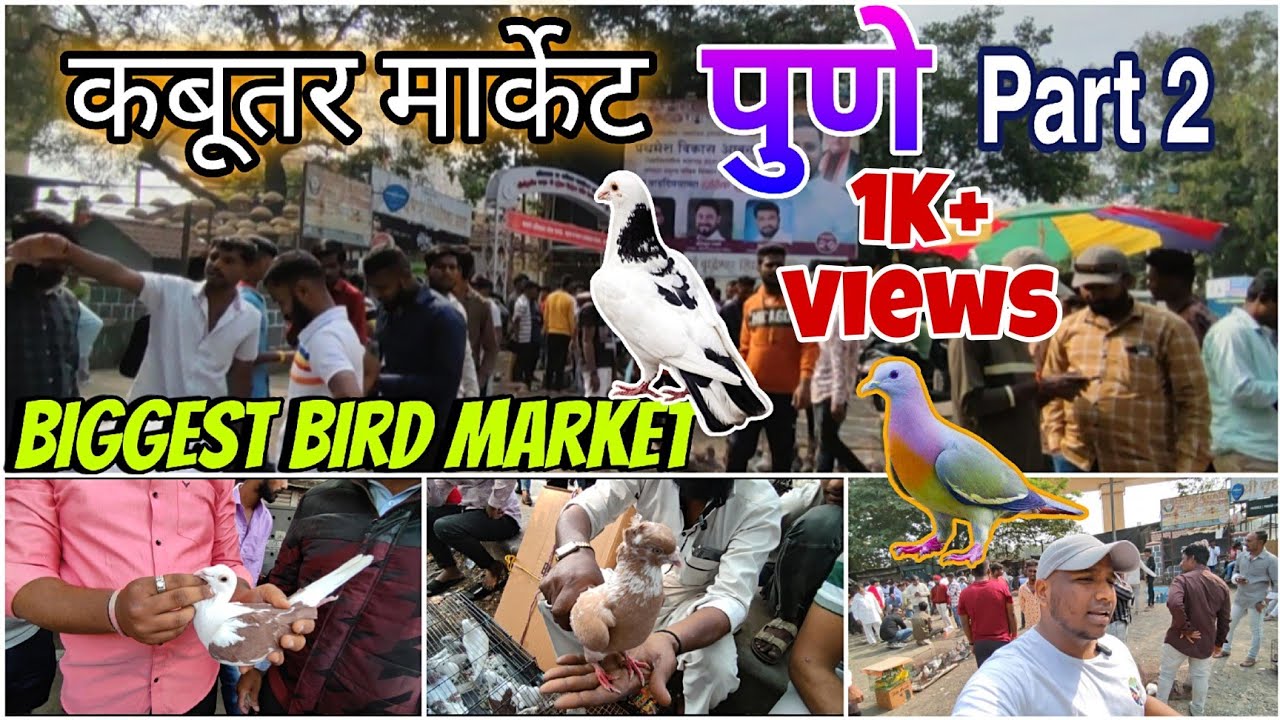 कबूतर मार्केट पुणे Part 2 🦜💥| Pigeon Market In Pune | Bird Market Pune | Oldest Bird Market In Pune