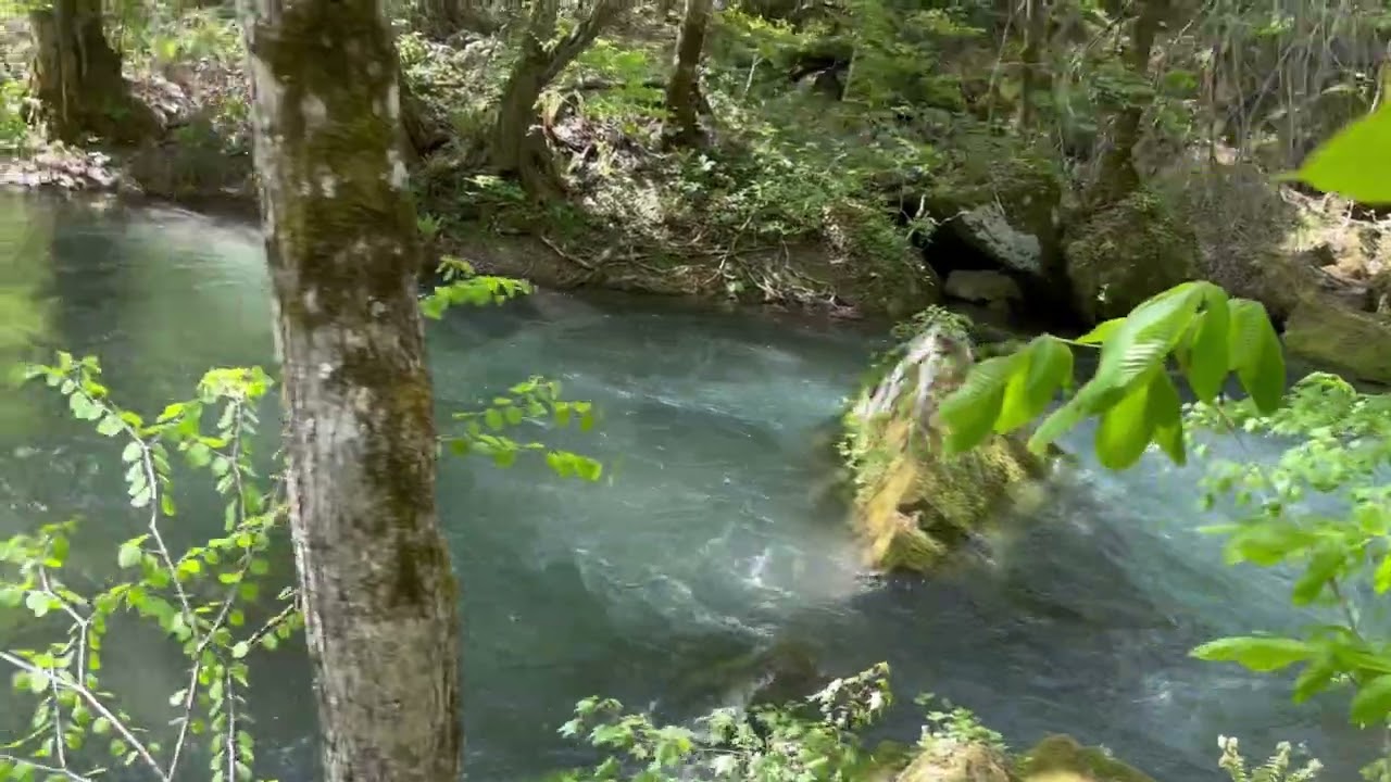 奥入瀬渓流　てくてく旅　#さよ旅 #Sayo旅 #sayotabi 青森　青森県2024.5.5.