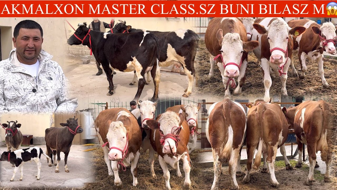 AKMALXON😳F🥛%.1.💥SIMMENTAL OLA QORALAR K🏃NARXLAR JUDA ARZON BOʻPKETDI SHOSHILING