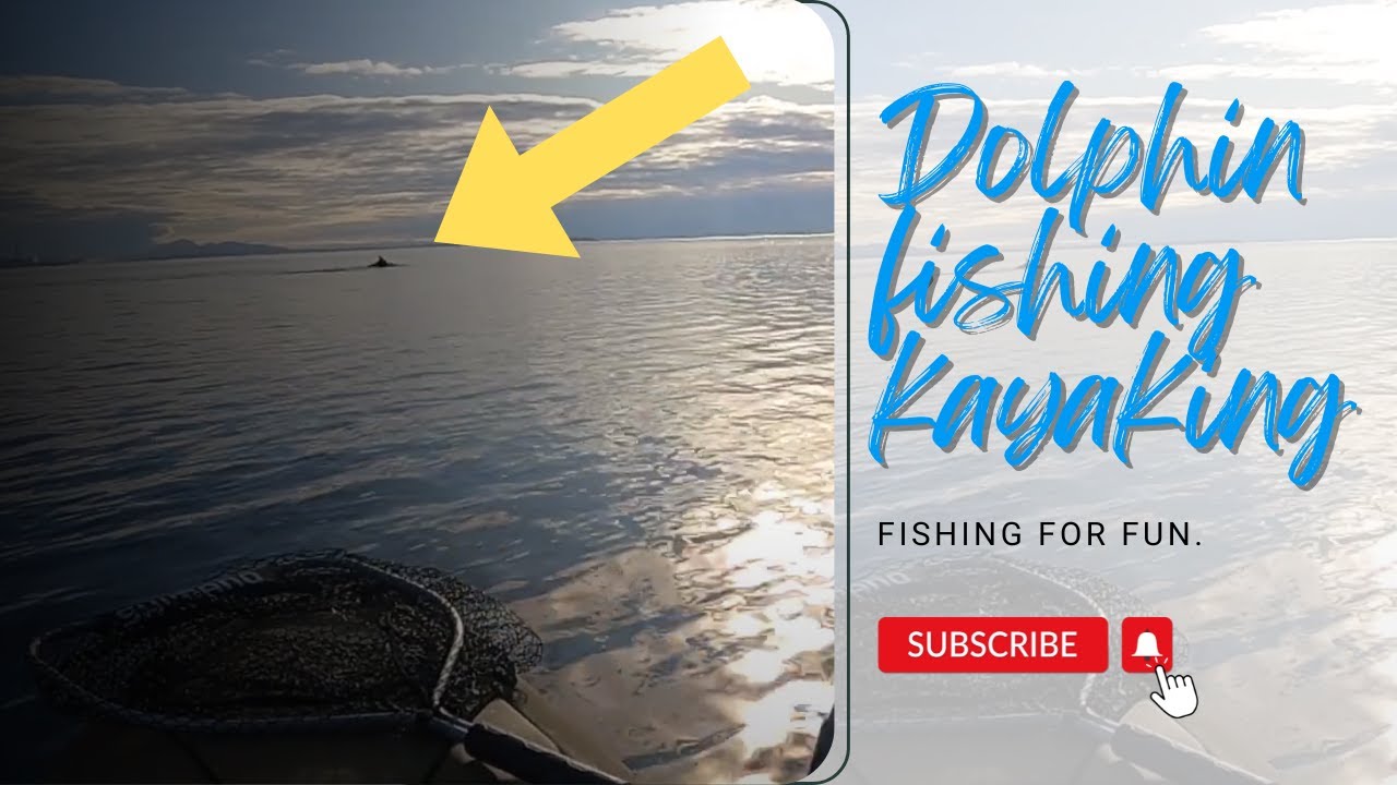 Kayaking with dolphins Geelong