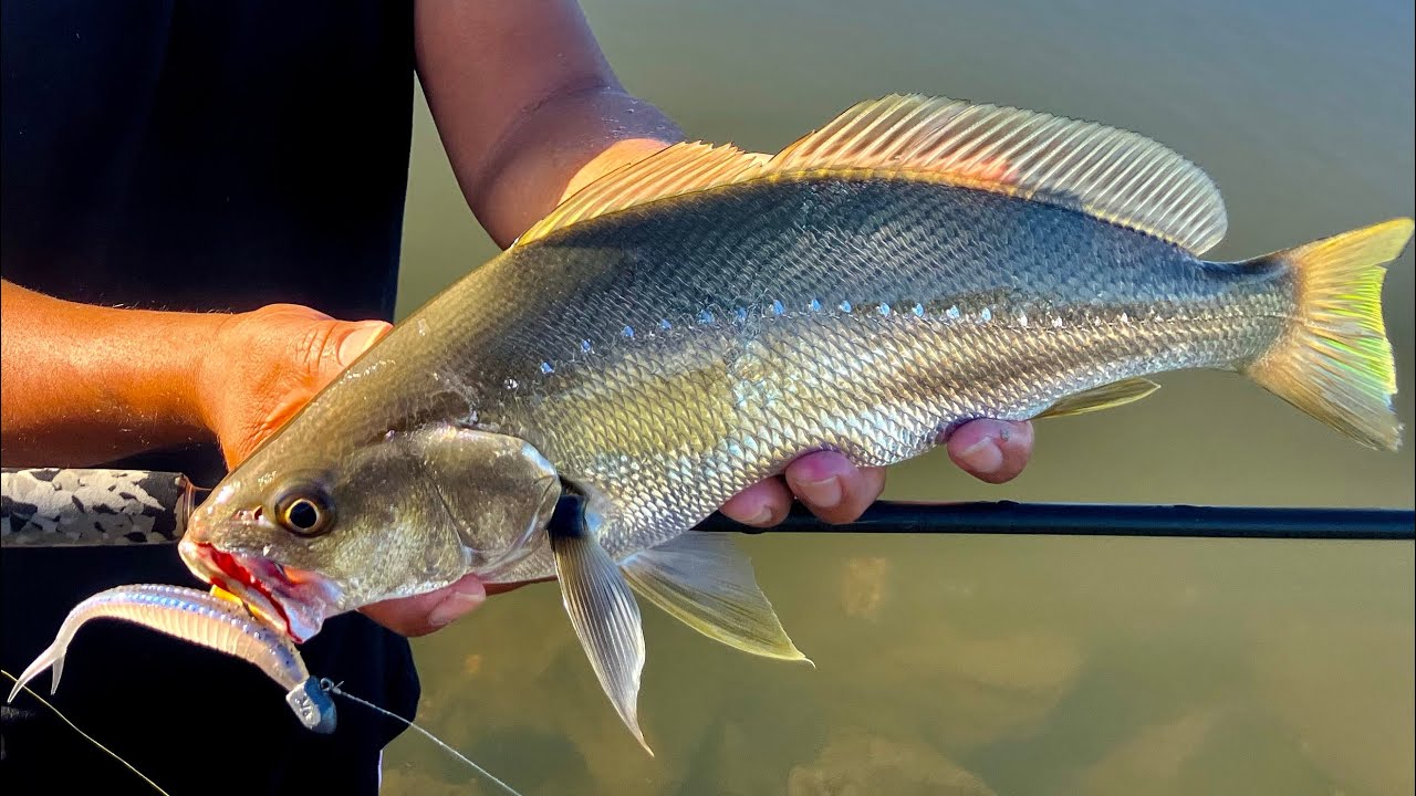 Jewfish/ Mulloway can't Resist this soft plastic lure
