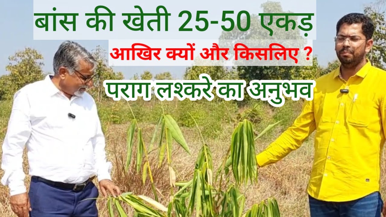 354. पराग लश्करे ने बताया बांस की खेती की प्रजातियां, समस्याएं और समाधान। Bamboo Farming।।