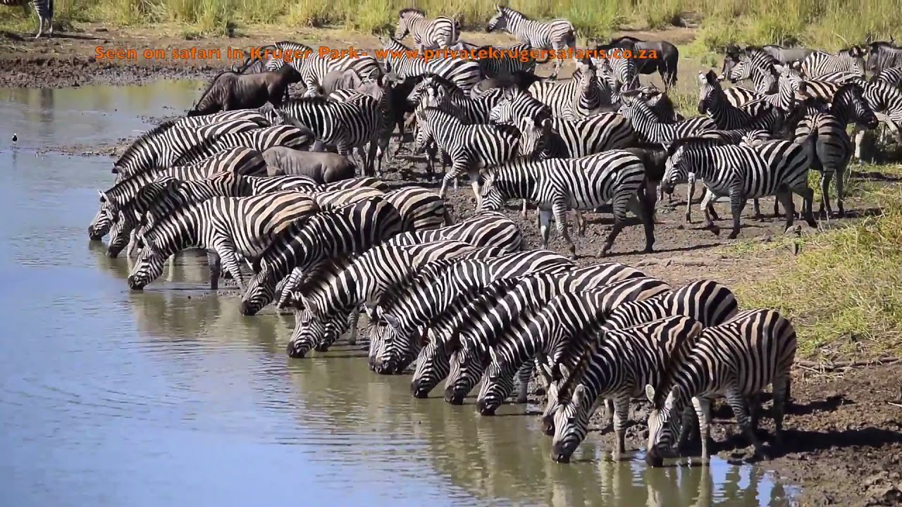 Maziti Dam, Zebra 