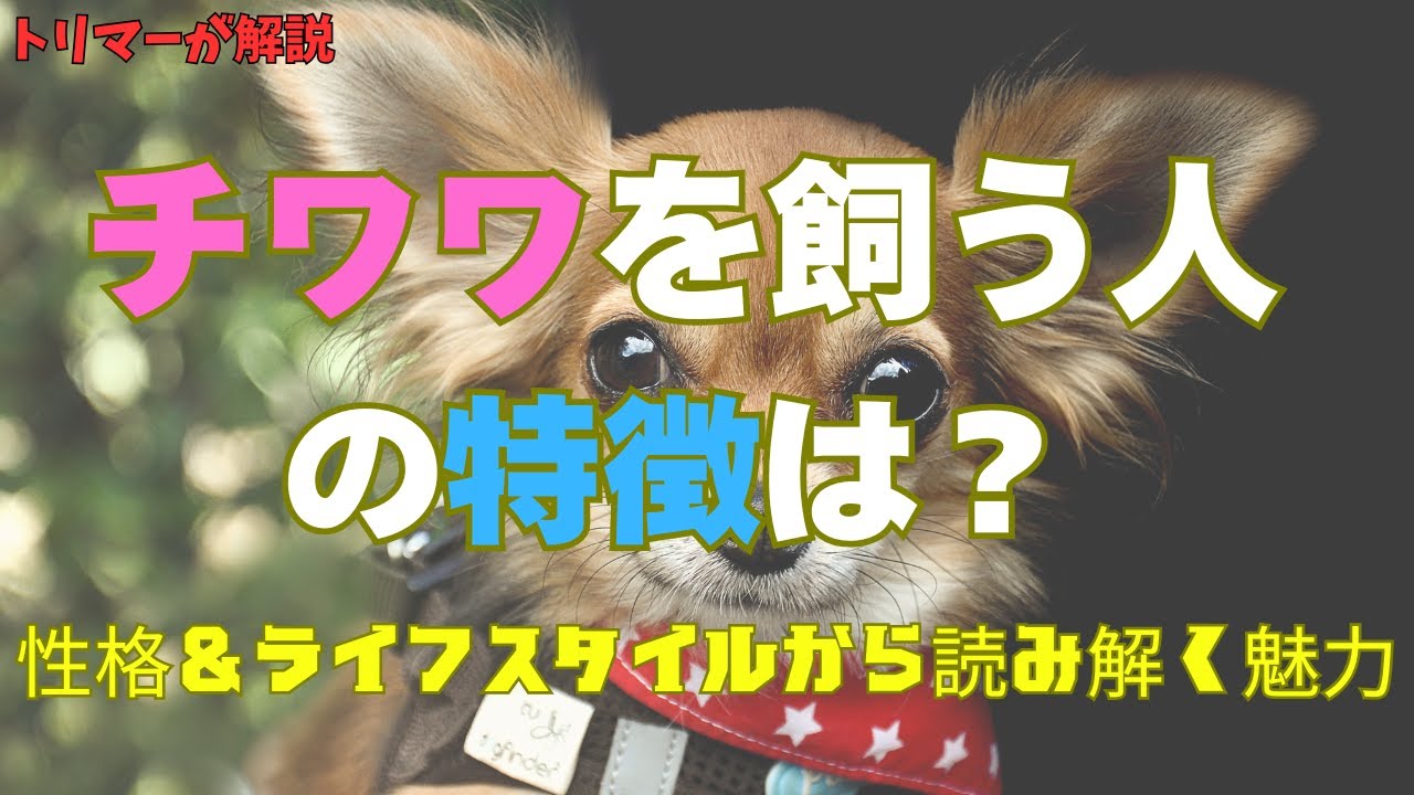 チワワを飼う人の特徴は？性格＆ライフスタイルから読み解く魅力