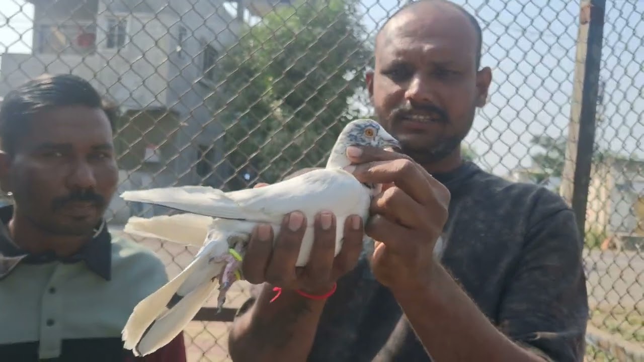 वस्ताद सिद्धार्थ आईवळे 🕊️ part 1😎😎😎