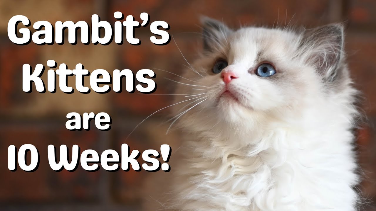 Ragdoll Kittens 10 Weeks Old 🐱 So Cute