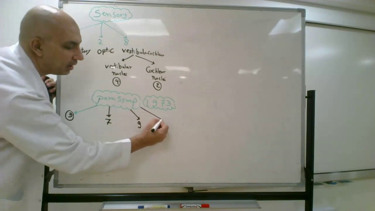 Nuclei of cranial nerves (Lecture 15)