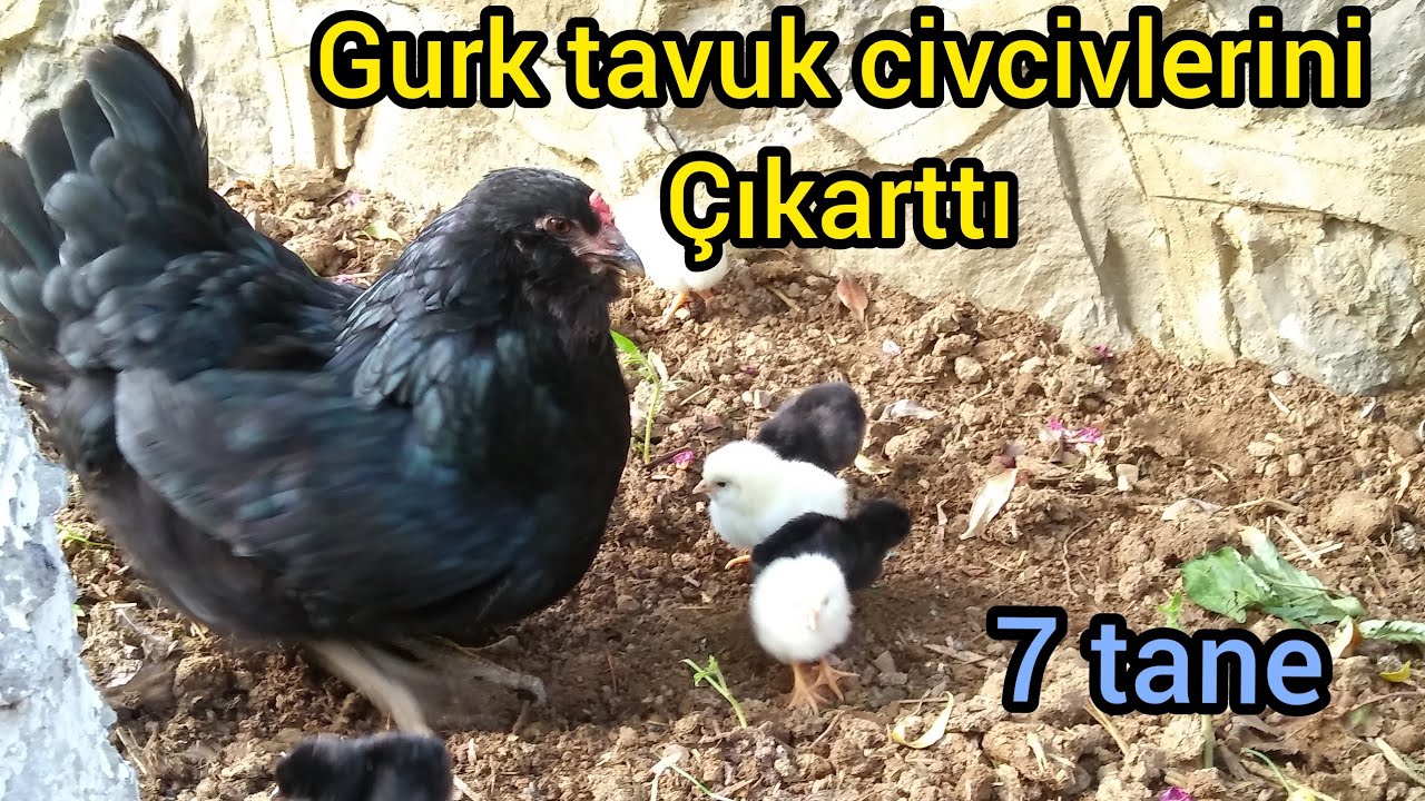 Gurk tavuk civcivlerini çıkarttı. kuluçkaya yatan tavuğun yeri nasıl olmalı.