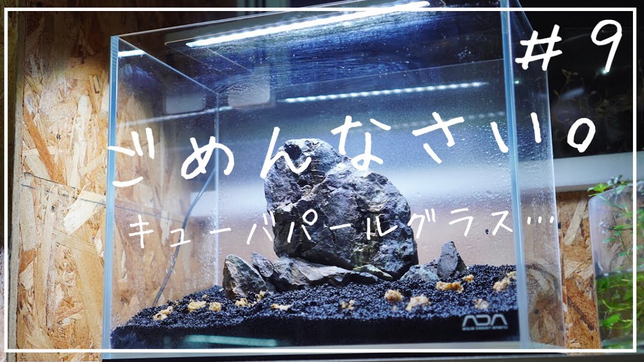 キューバパールグラスの復活を祈る水槽。 ADAキューブガーデン 30センチ水槽【アクアリウム】小型水槽/風山石/aquarium/vlog