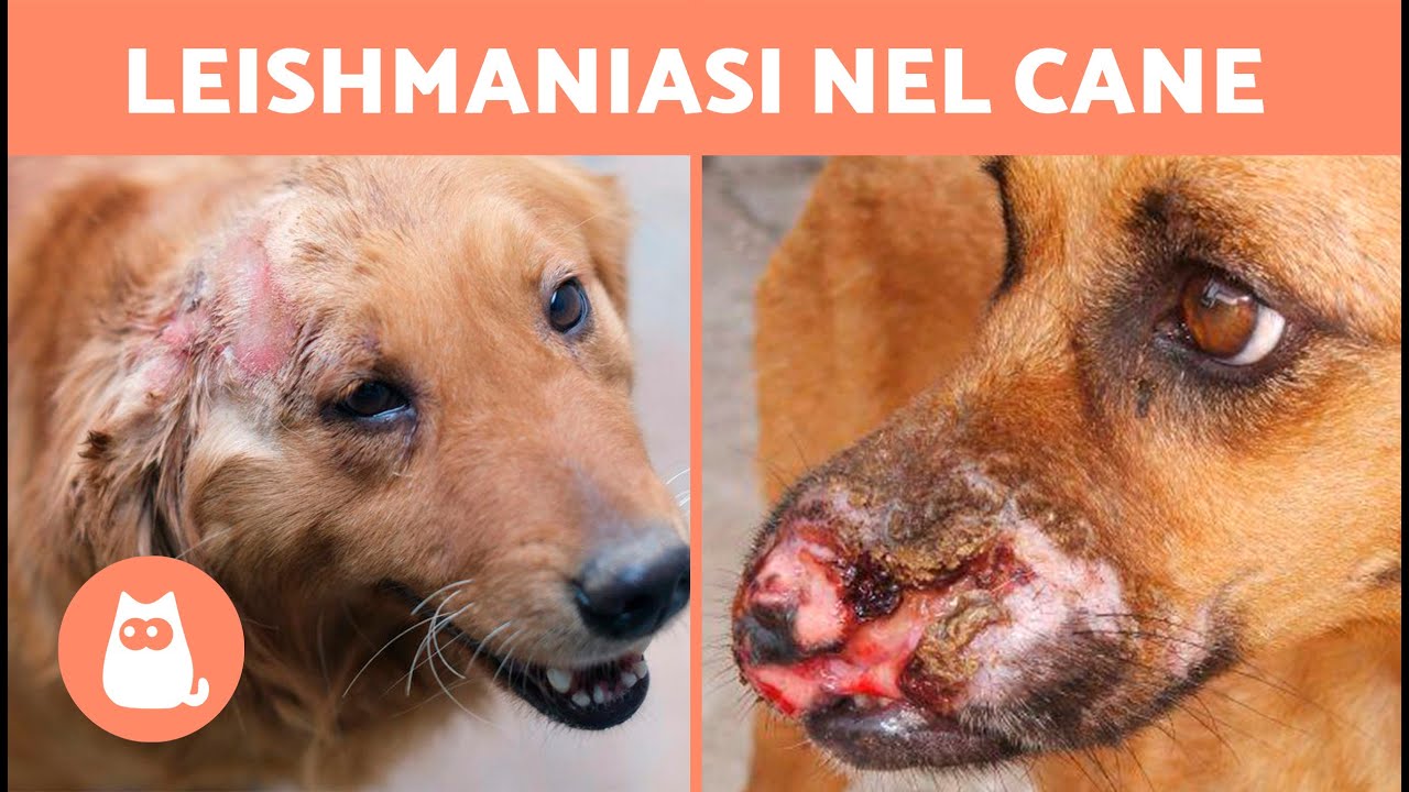 7 RIMEDI NATURALI per la LEISHMANIOSI nei CANI 🐶🦟
