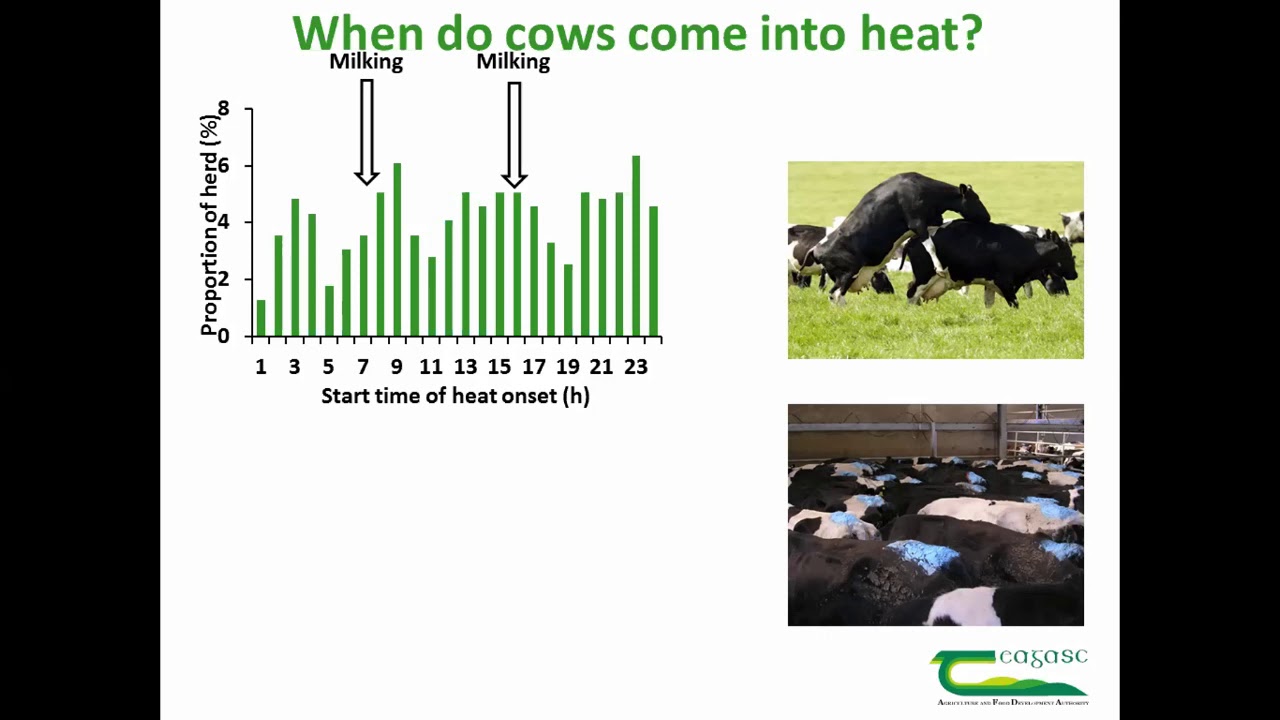 Getting more cows in calf during the first 3 weeks of the breeding season - Dairy Breeding Webinar 1