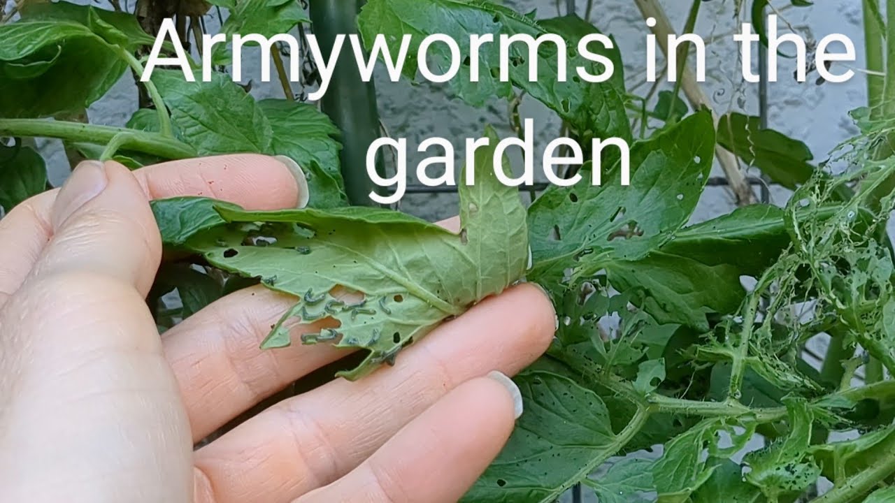 HUNGRY hungry armyworms and how to handle them on your tomatoes 🐛🍅🚿