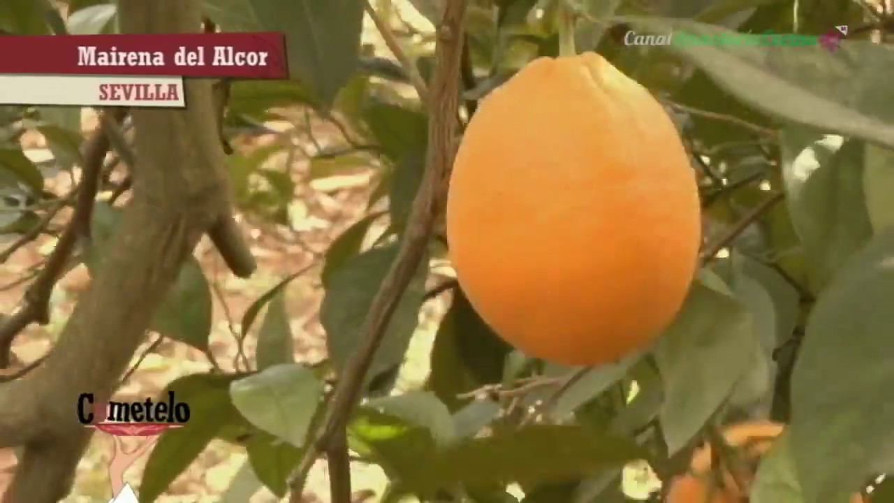 Naranjas ecológicas de Mairena del Alcor, Sevilla