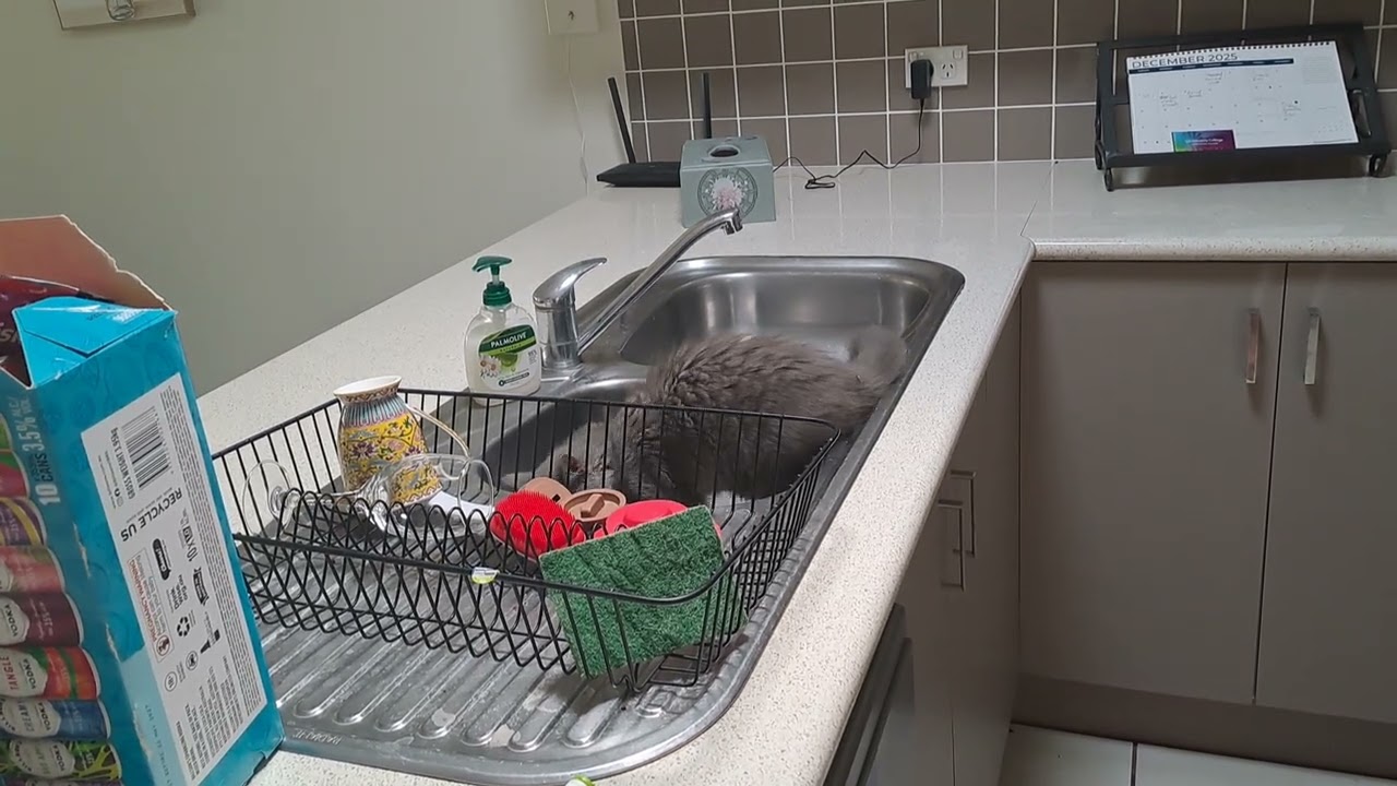 Mittens playing in the kitchen sink 13/12/25